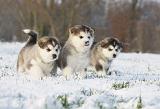 ALASKAN MALAMUTE 250